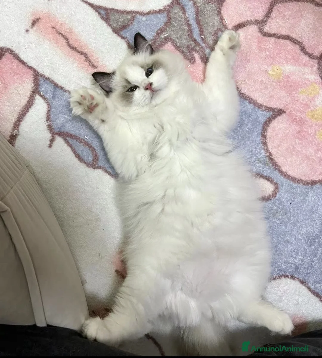 Ragdoll gatti in vendita: Ragdoll gattini - Annuncio 3