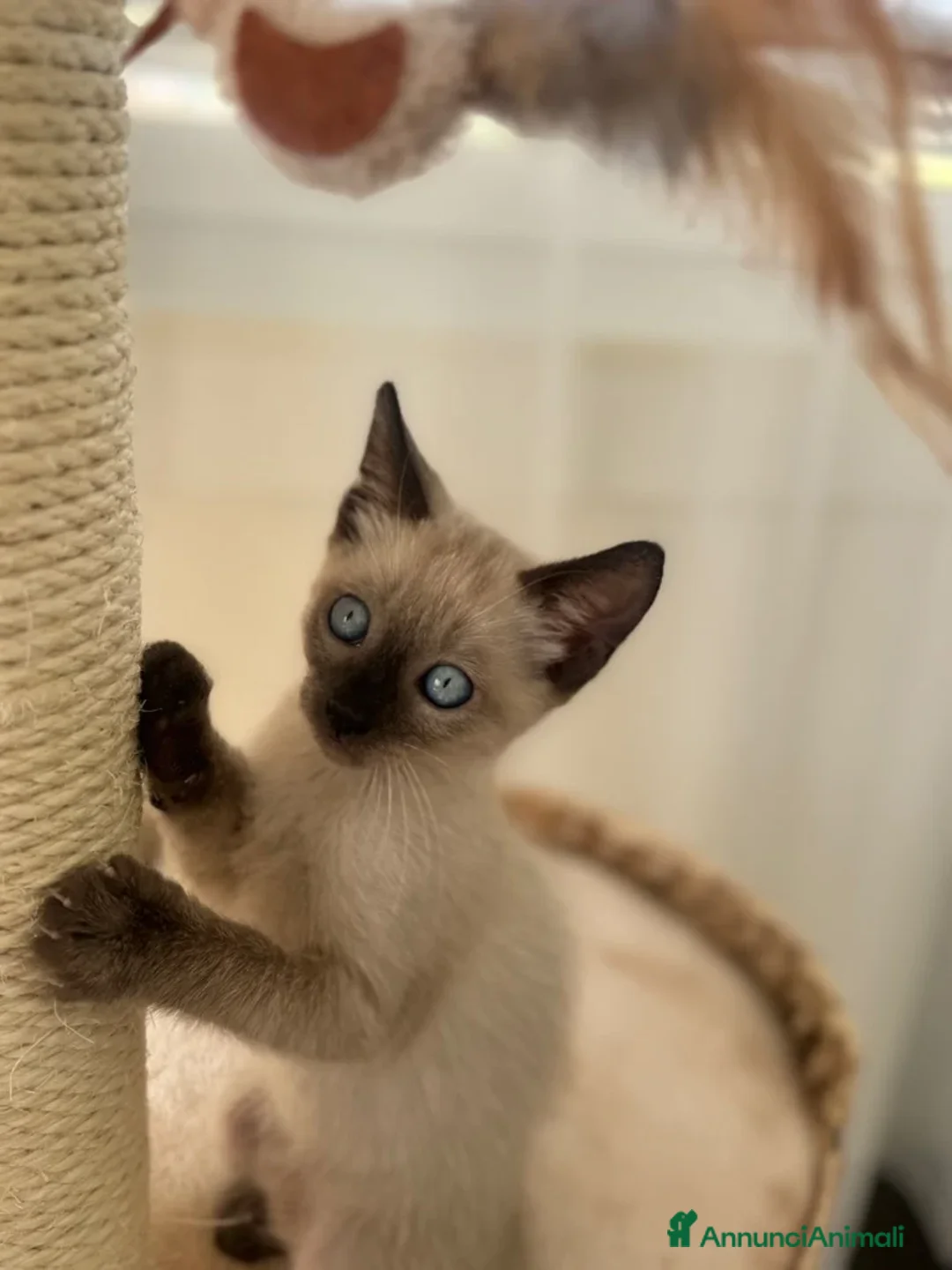 Siamese gatti in regalo: Adozione mashio e femmina gattini siamese - Annuncio 2