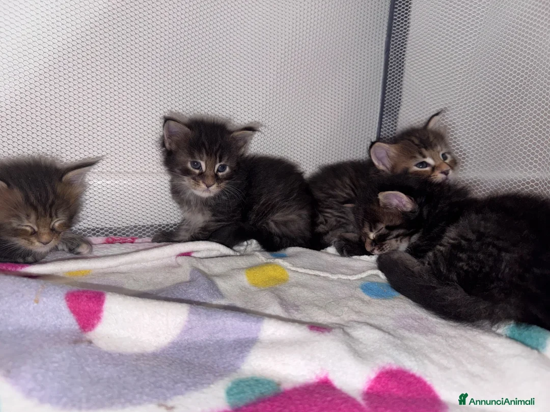 Maine Coon gatti in vendita: Cuccioli Maine Coon a Provincia di Padova - Annuncio 4