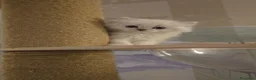 Scottish gatti in vendita: Scottish  - Annuncio 15