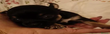 Chihuahua 5
