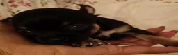 Chihuahua cani in vendita: Chihuahua - Annuncio 12