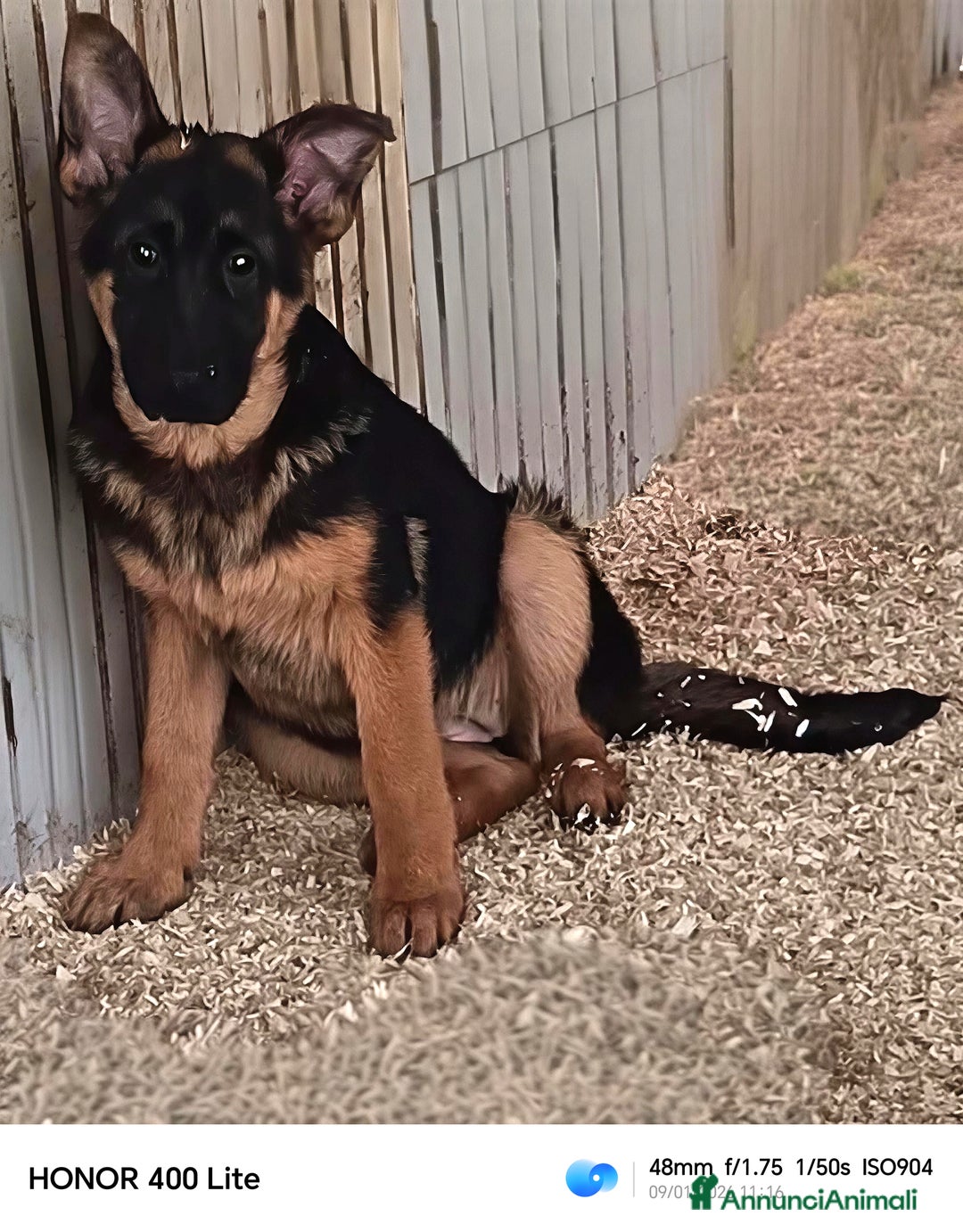 Pastore Tedesco cani in vendita: Cucciole femmine di pastore tedesco già pronte  - Annuncio 3