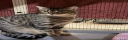 Europeo gatti in regalo: TIGRO, adorabile gatto da adottare! - Annuncio 5