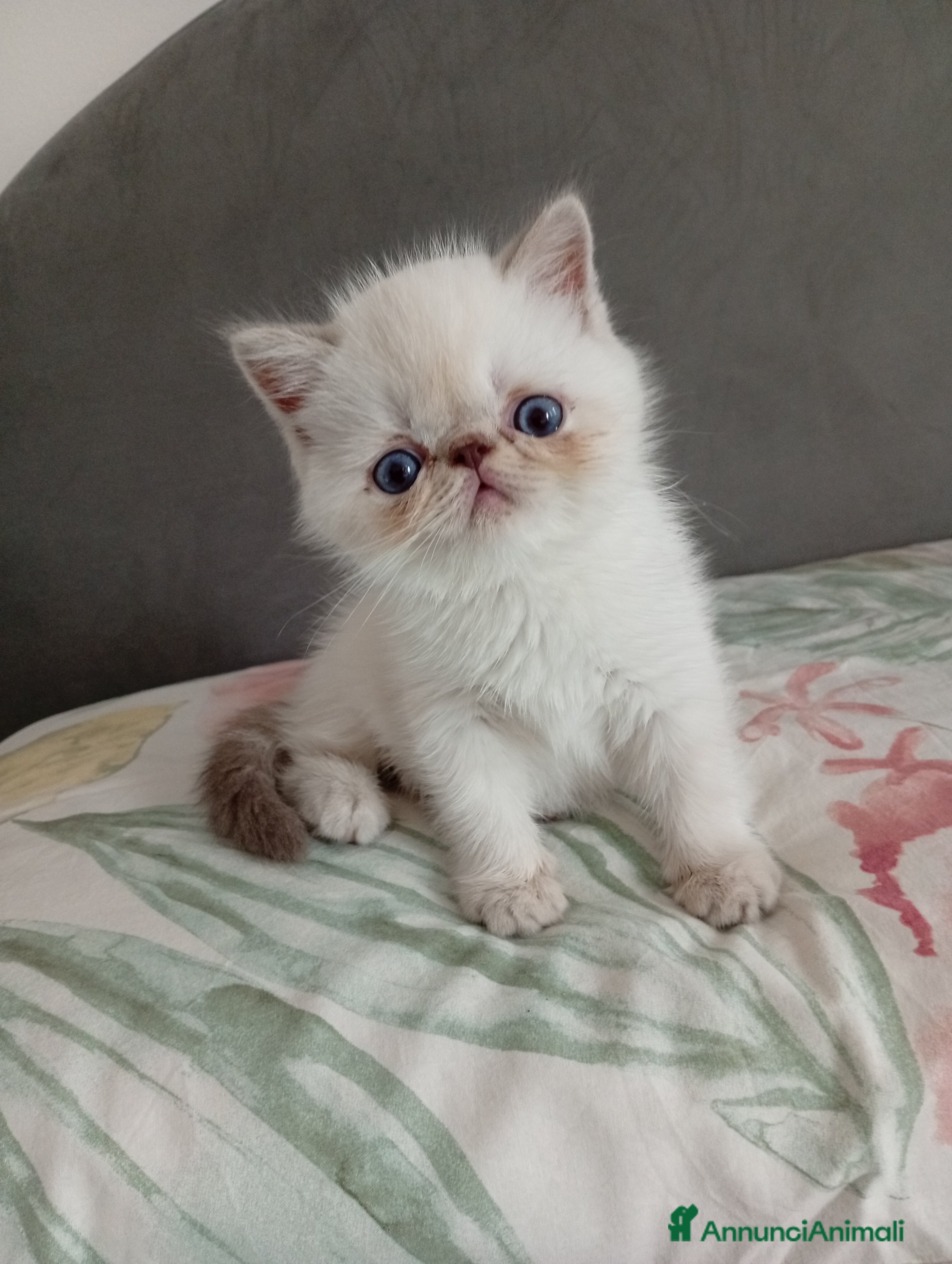 Exotic Shorthair gatti Exotic Shorthair  - Annuncio 2