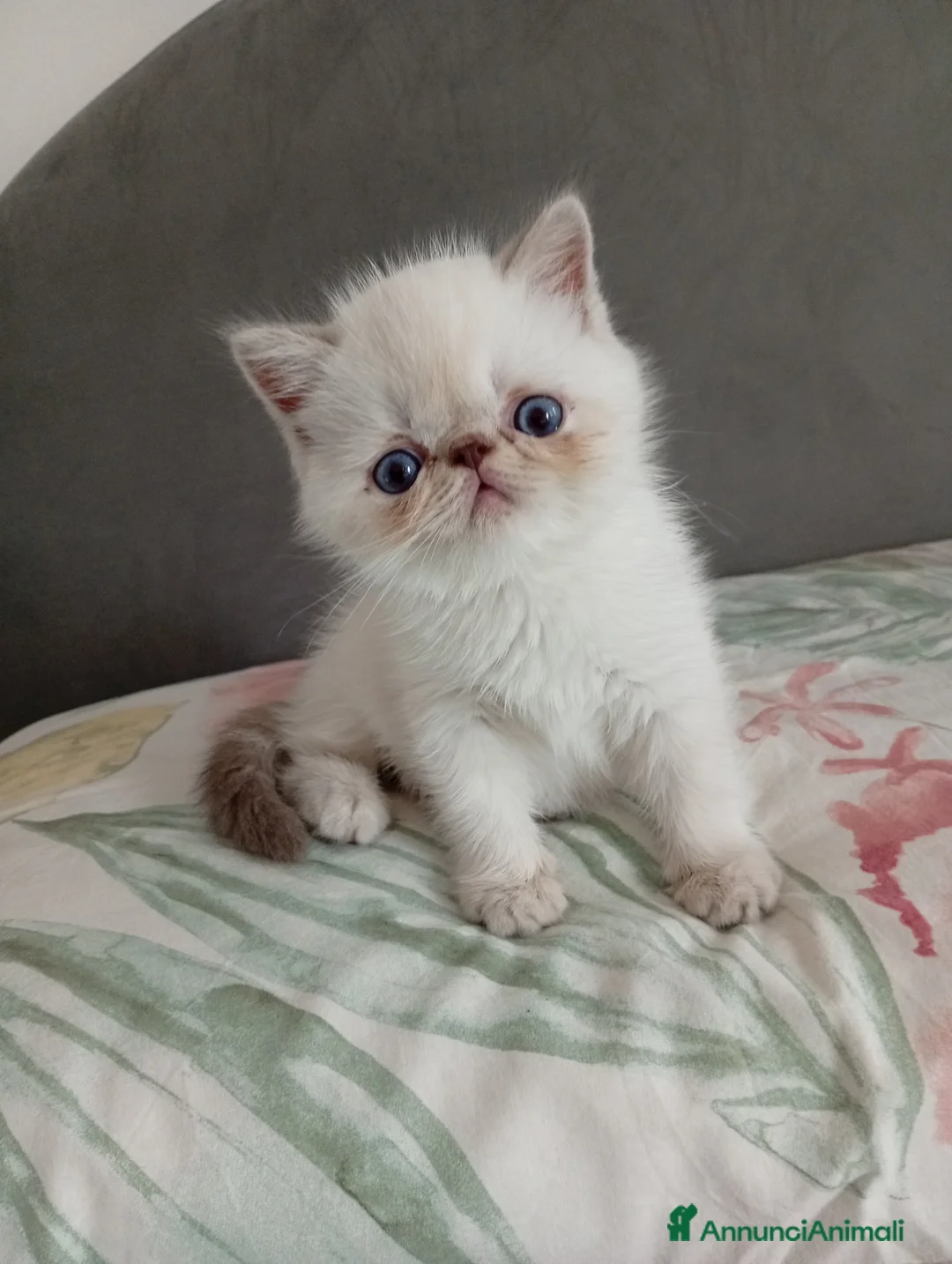 Exotic Shorthair gatti in vendita: Exotic Shorthair  - Annuncio 2