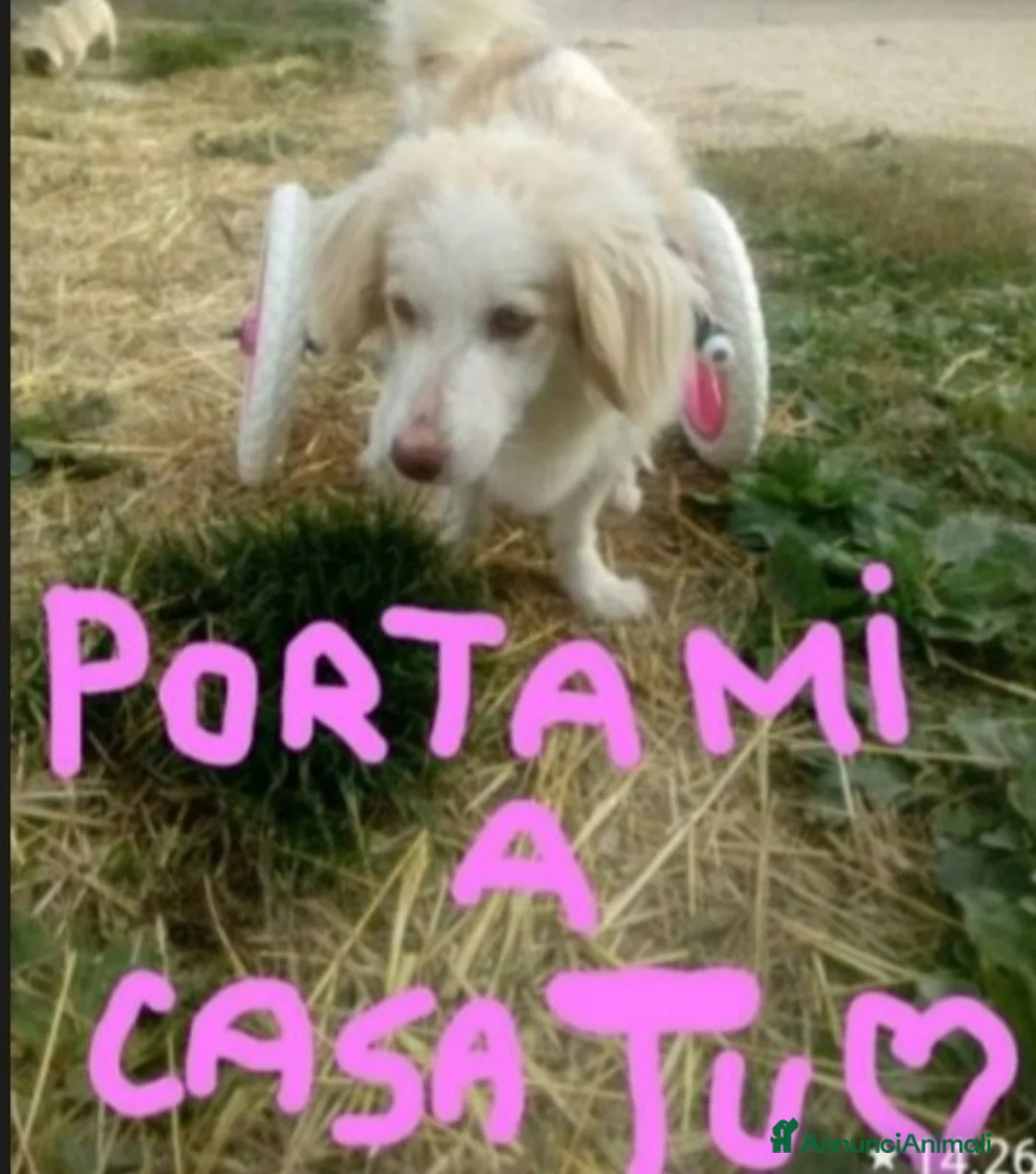 Meticcio cani in regalo: Lula 4anni e 1/2 kg9 PARALIZZATA MA AUTONOMA.PESAR a Città metropolitana di Milano - Annuncio 3