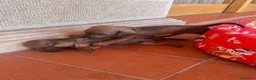 Bassotto cani in vendita: Bassotto pelo raso marrone a Provincia di Latina - Annuncio 4