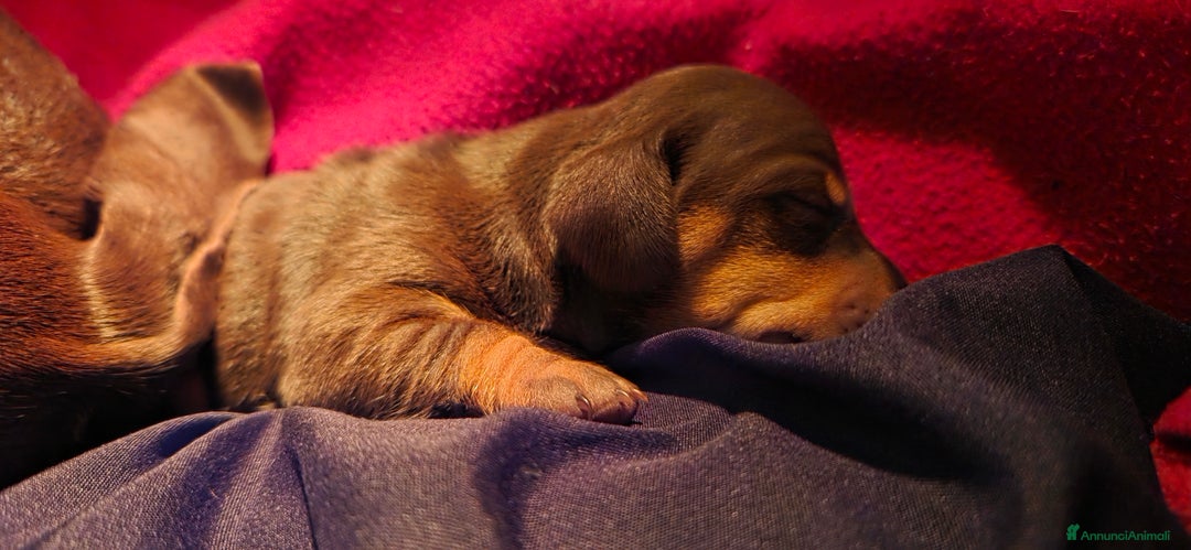 Bassotto cani in vendita: BASSOTTO FEMMINA CHOCOLATE - Annuncio 5