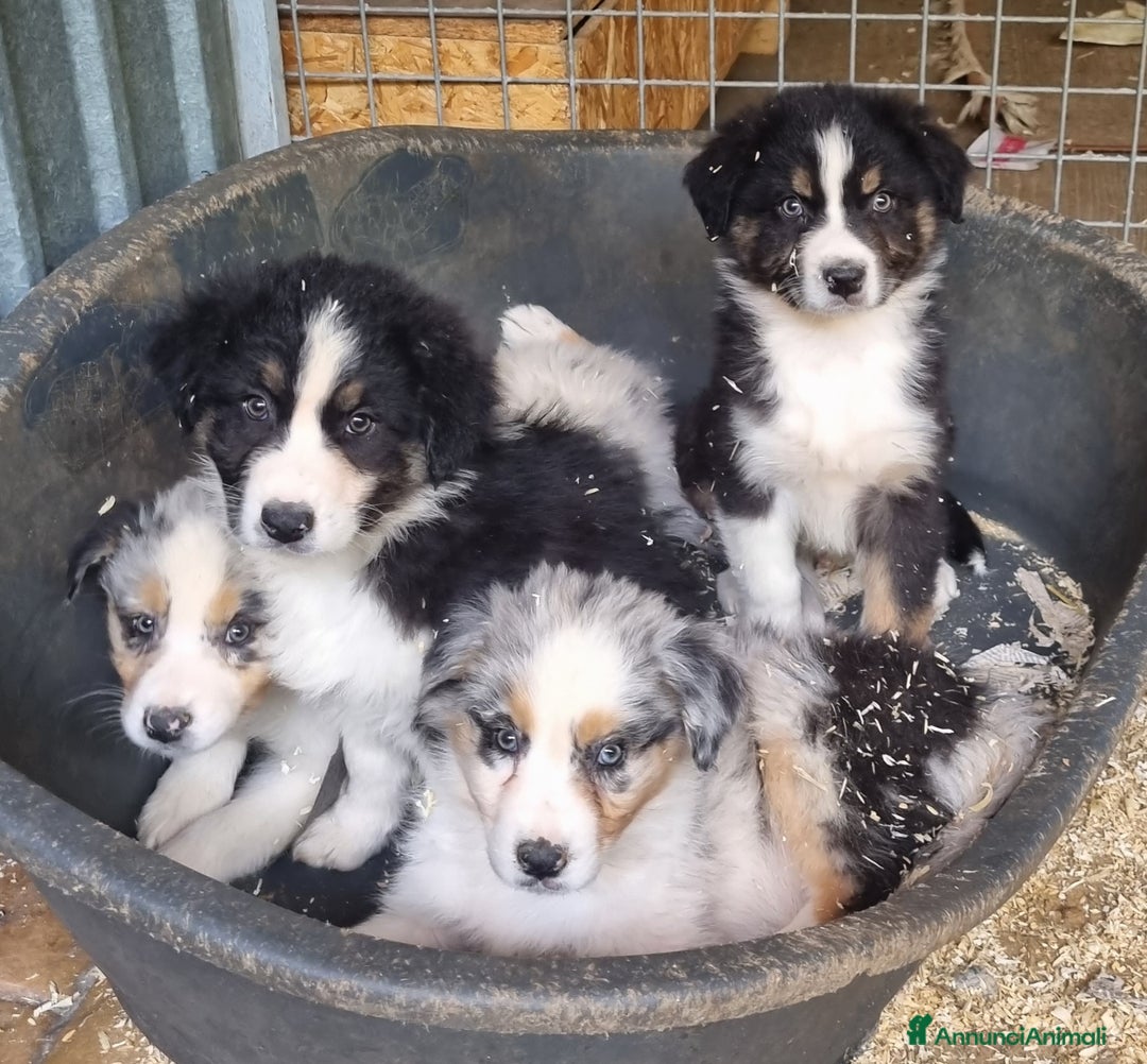 Australian Shepherd cani in vendita: Cuccioli pastore australiano femmine blacktricolor a Provincia di Bergamo - Annuncio 4