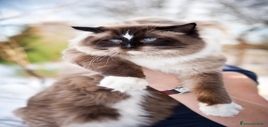 Immagine della galleria {{count}}