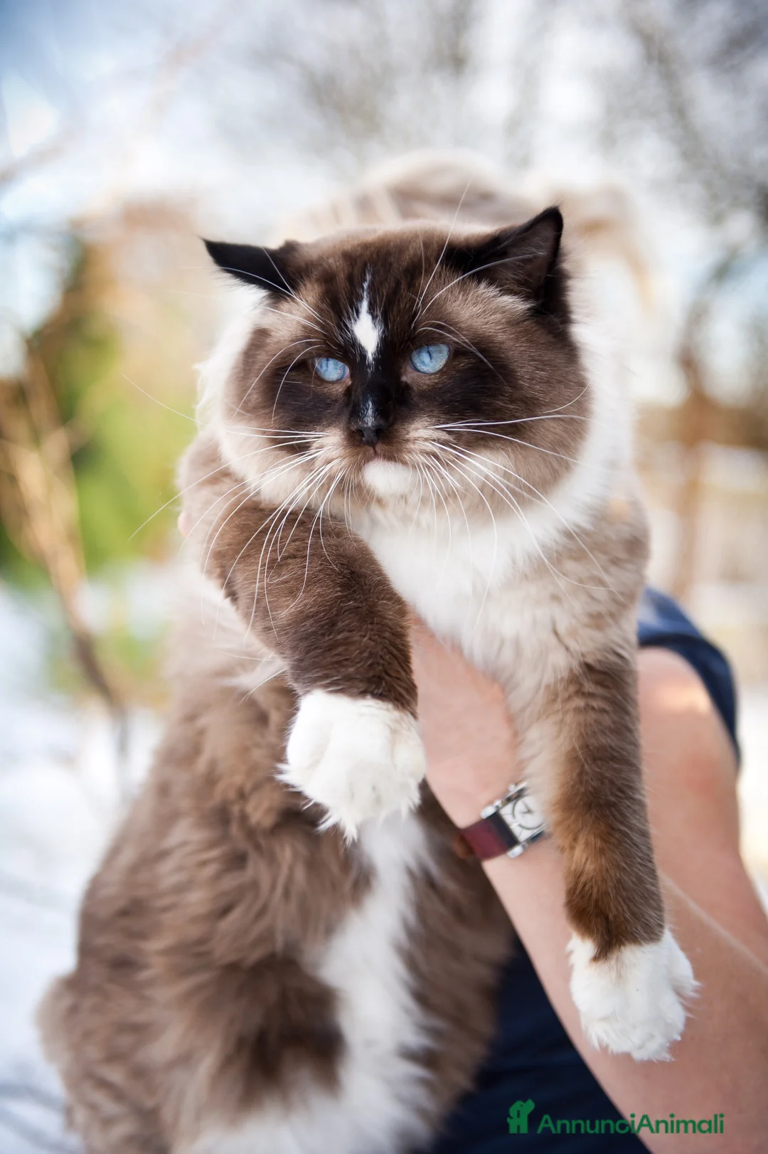 Immagine della galleria {{count}}