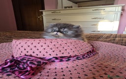 Persiano gatti in vendita: Gattini persiani a Provincia di Padova - Immagine 14