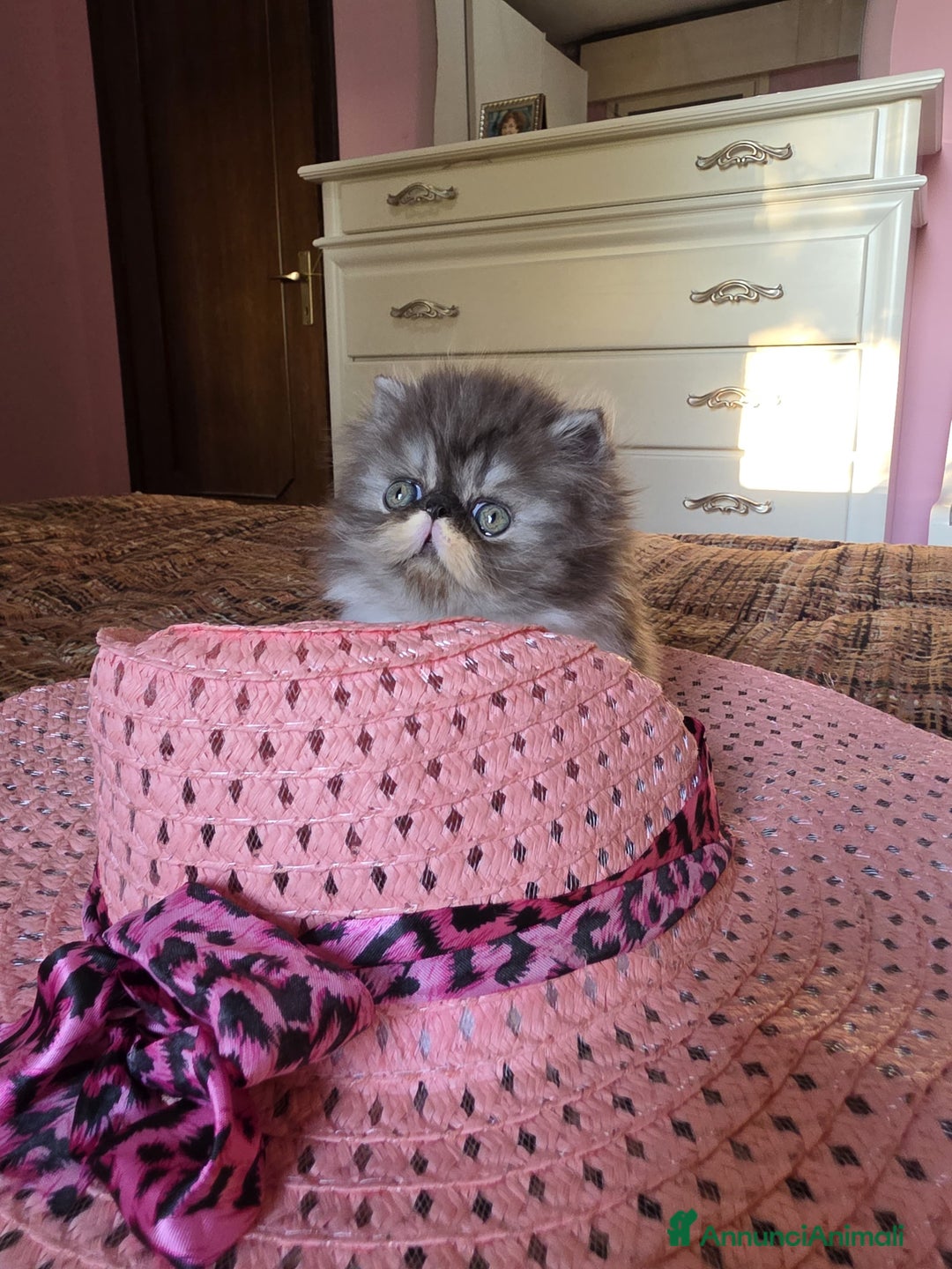 Persiano gatti in vendita: Gattini persiani a Provincia di Padova - Immagine 14