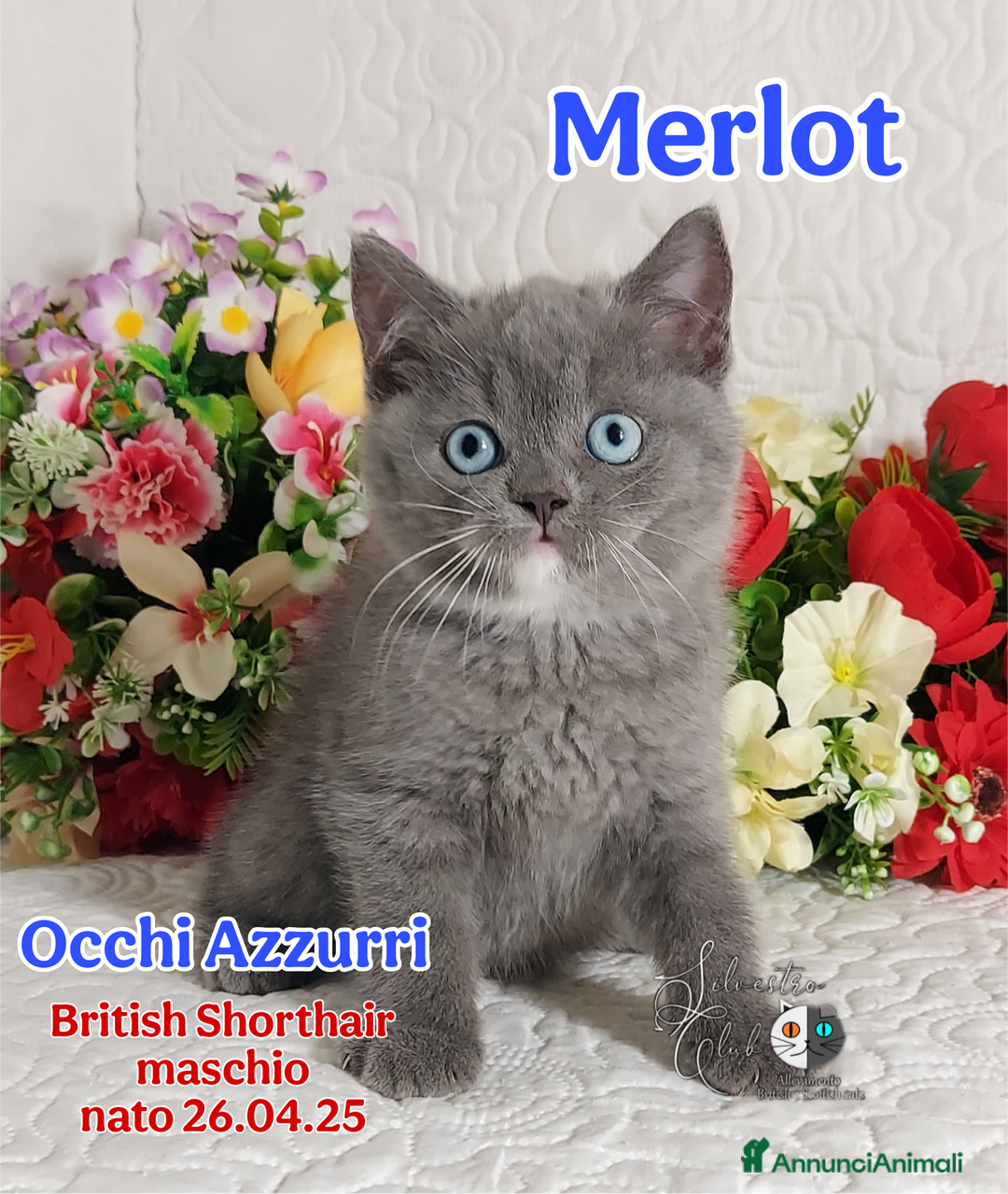 British gatti in vendita: British Shorthair cuccioli  a Città metropolitana di Roma Capitale - Immagine 21