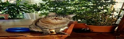 Europeo gatti in regalo: Tigratino stupendo  - Annuncio 2