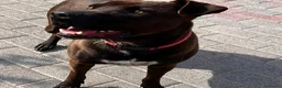 Meticcio cani in regalo: NIGEL CERCA AMORE - Annuncio 5