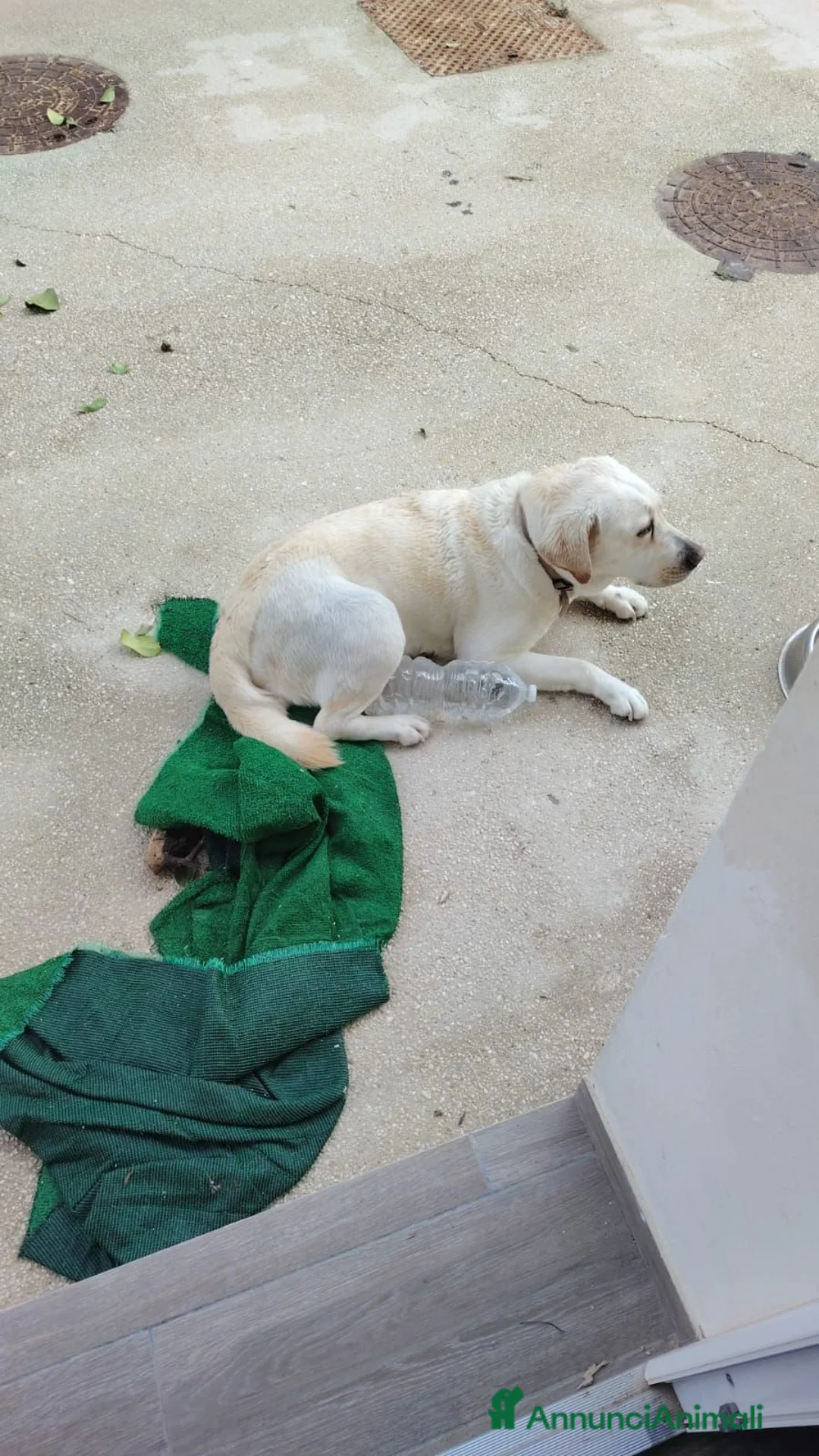 Labrador cani in regalo: Cerchiamo una nuova famiglia per Stella ❤️ a Libero consorzio comunale di Trapani - Annuncio 4