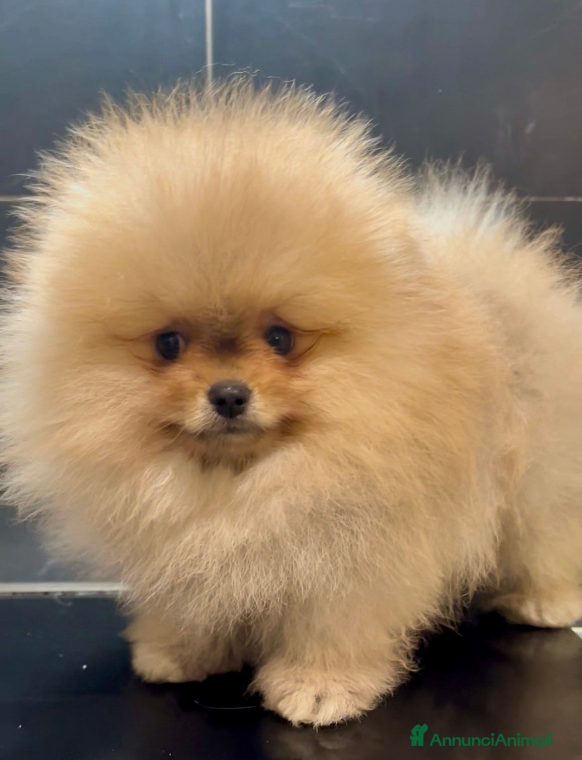 Volpino Pomerania cani Pomeranai Spitz nano  - Annuncio 30