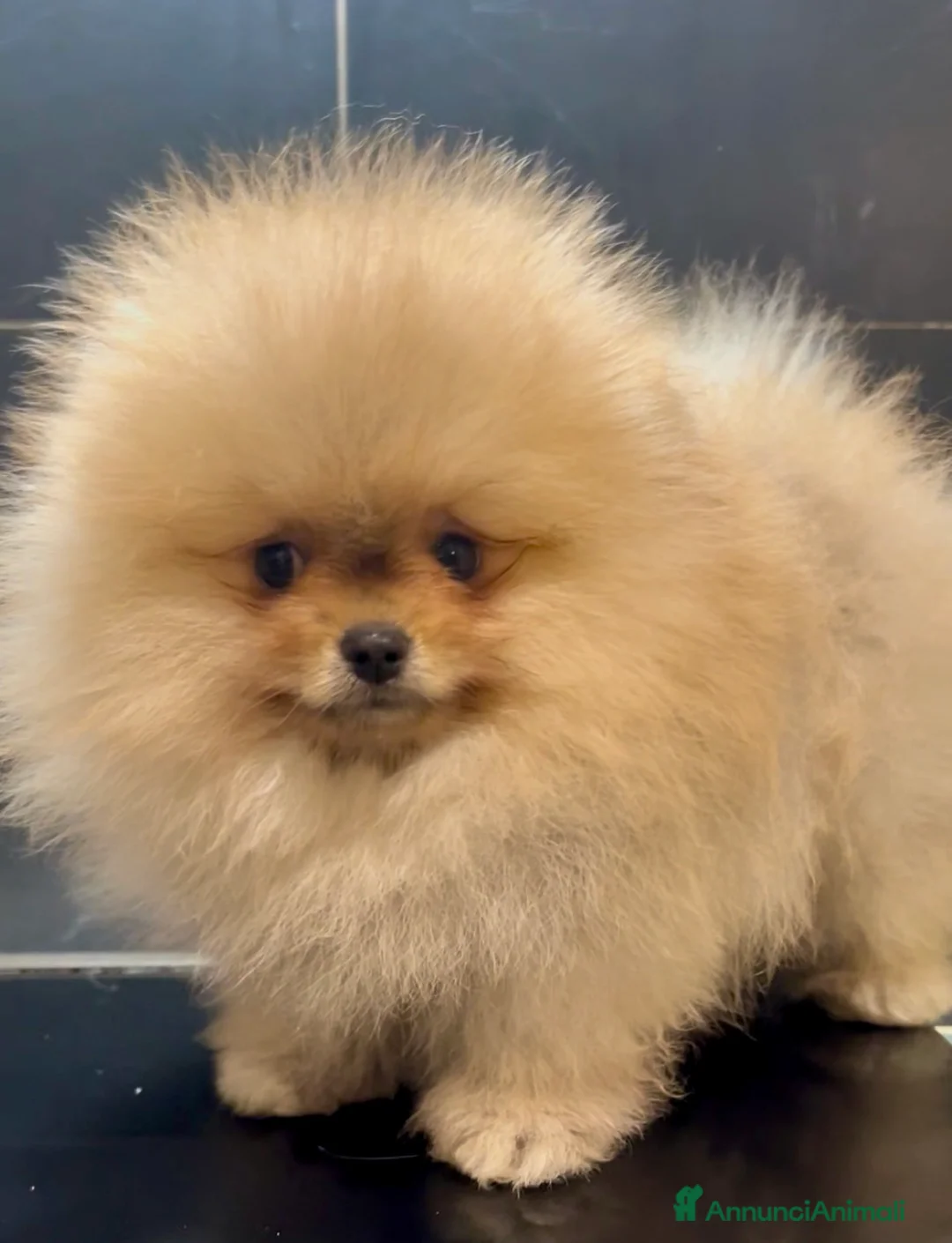 Volpino Pomerania cani in vendita: Pomeranai Spitz nano  - Annuncio 1