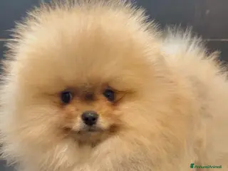 Volpino Pomerania cani Pomeranai Spitz nano - Annuncio 30