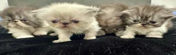 Persiano gatti in vendita: Cuccioli persiani - Annuncio 4
