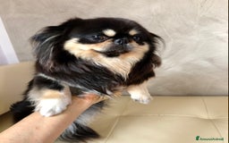 Chihuahua cani in vendita: Chihuahua adulta a Provincia di Brescia - Immagine 5