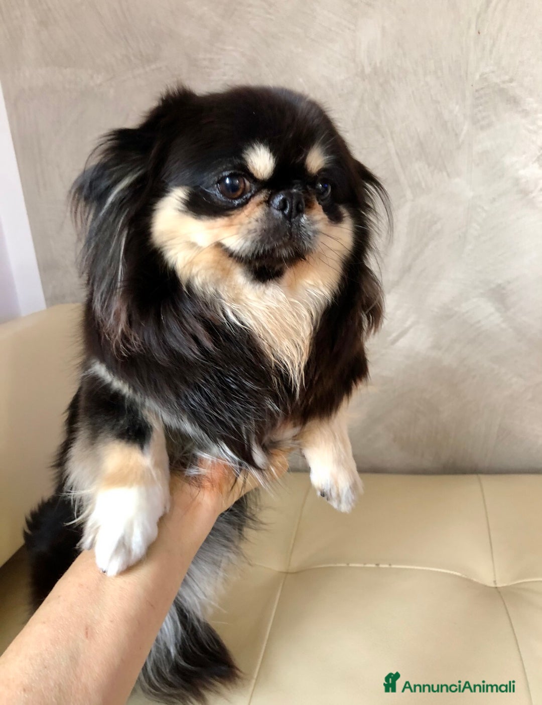 Chihuahua cani in vendita: Chihuahua adulta a Provincia di Brescia - Immagine 5