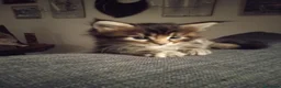 Maine Coon gatti in vendita: Cucciola di Maine Coon a Città Metropolitana di Bologna - Annuncio 6