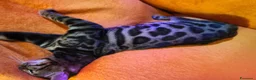 Bengala gatti in vendita: Dolcissima Bellissima gattina Bengala  - Annuncio 3