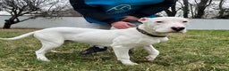 Dogo Argentino cani in regalo: ALBINO DOGO ARGENTINO - Annuncio 1