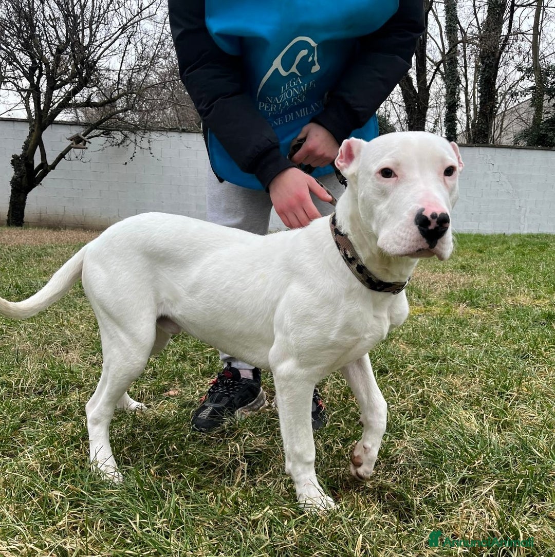 Dogo Argentino cani in regalo: ALBINO DOGO ARGENTINO - Annuncio 1