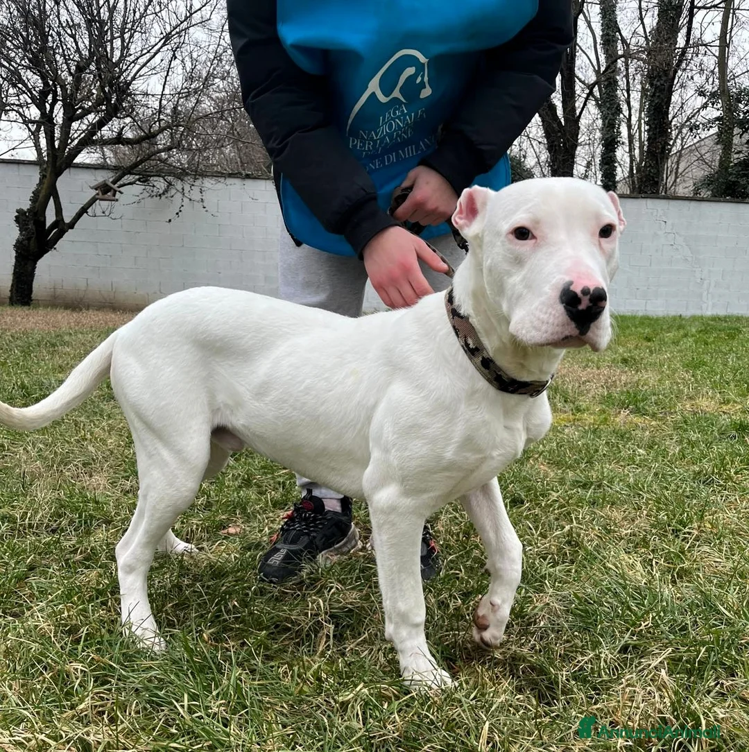 Dogo Argentino cani in regalo: ALBINO DOGO ARGENTINO - Annuncio 1