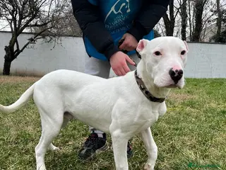 Dogo Argentino cani ALBINO DOGO ARGENTINO - Annuncio 4