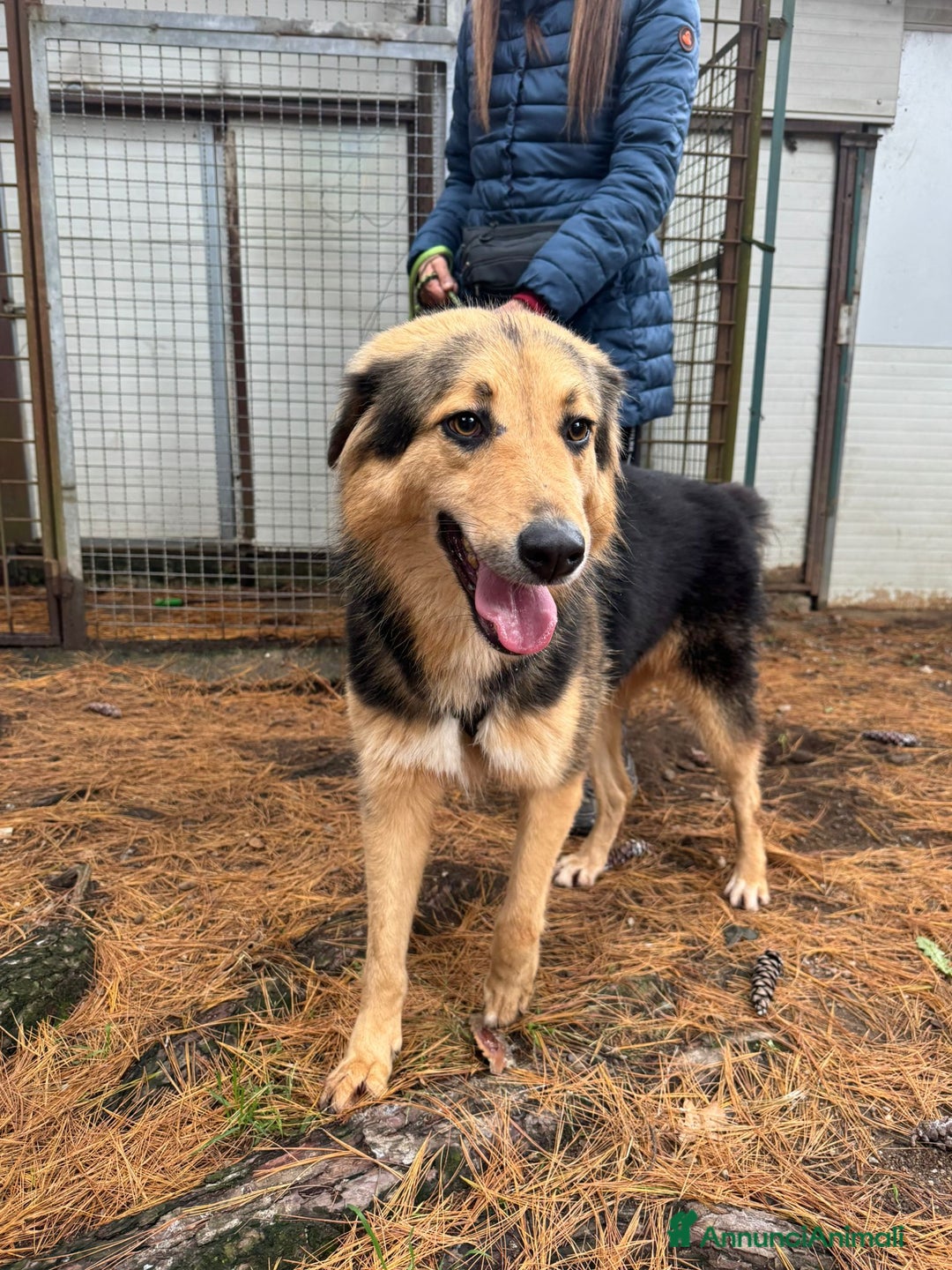 Meticcio cani in regalo: Splendido meticcio Milou a Città metropolitana di Milano - Annuncio 5