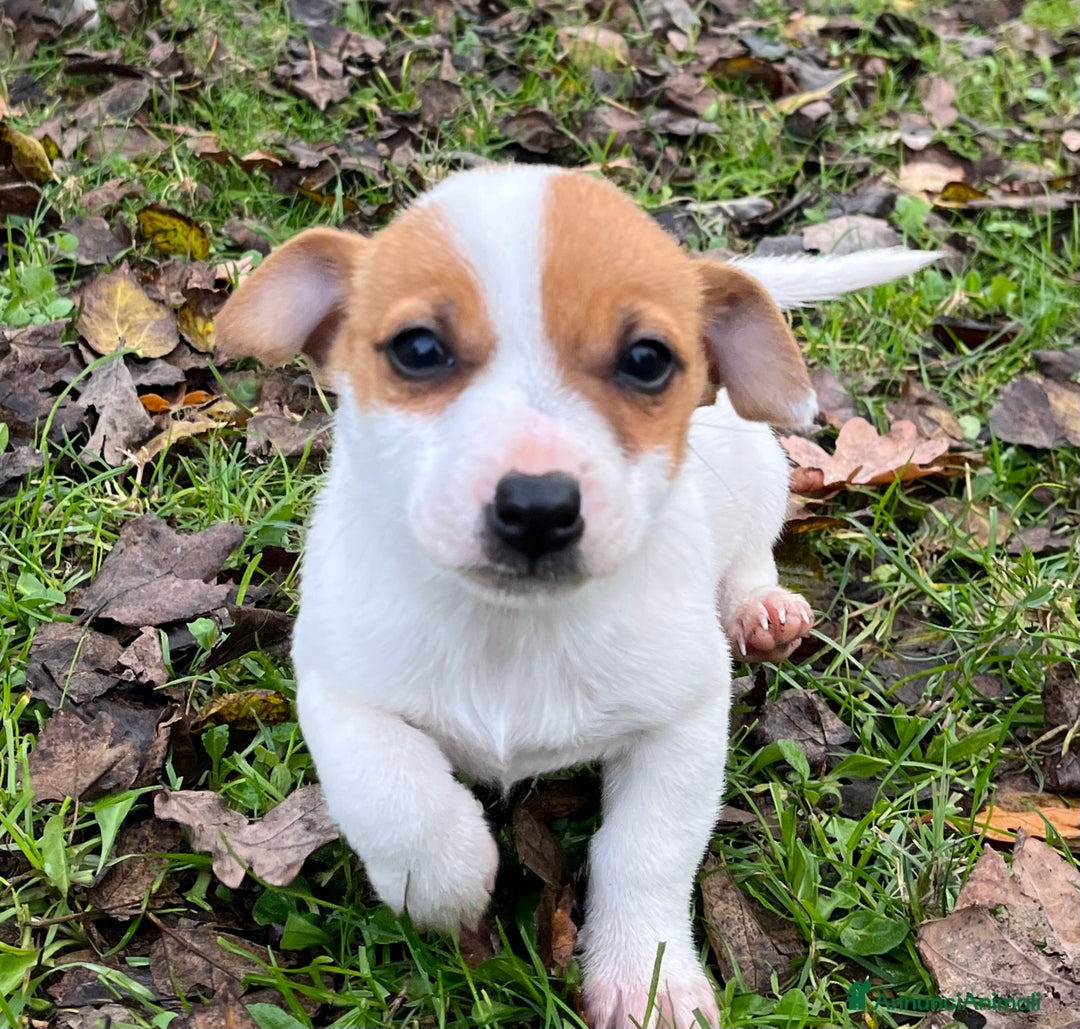 Jack Russell cani in vendita: Cuccioli di jack russell terrier  - Annuncio 3