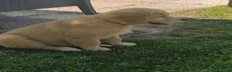 Golden Retriever cani in vendita: Golden retriever 90%linea americana pedigree ENCI  - Annuncio 5