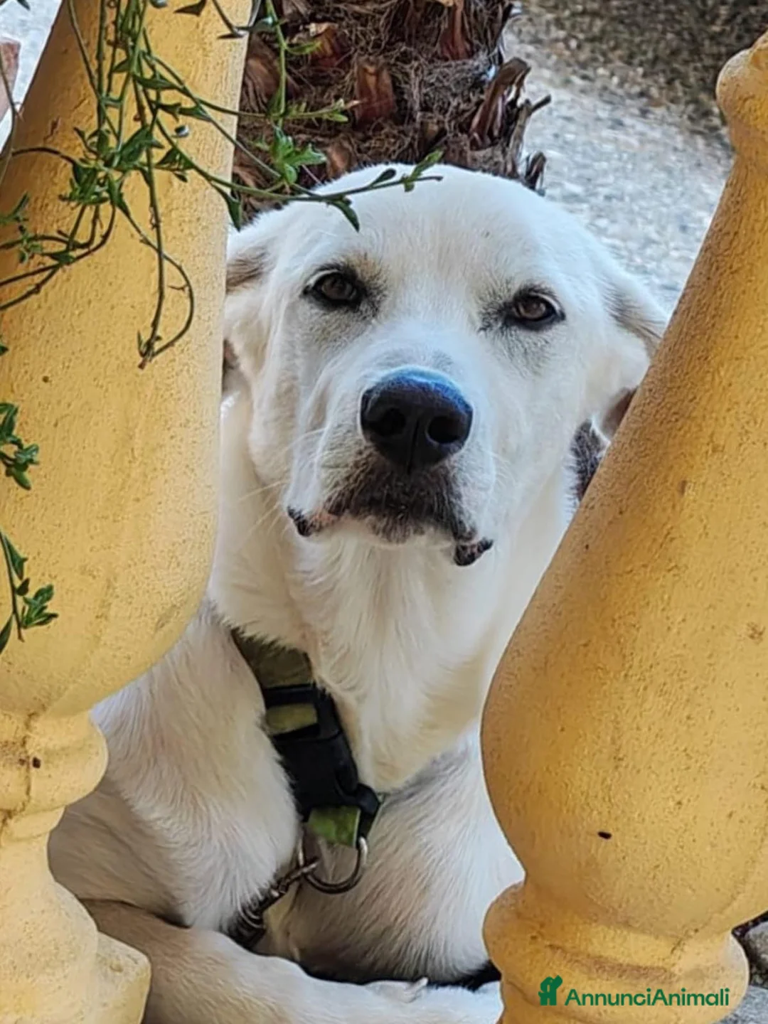 Meticcio cani in regalo: YOSHI 💙 PRIMA CHE FINISCA IL SUO STALLO 🙏🏻😢 a Provincia di Arezzo - Annuncio 2