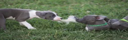 Pitbull cani in vendita: Cuccioli di Pit Bull Blue Nose anche a rate - Annuncio 28