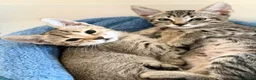 Europeo gatti in regalo:  Adorabili gattini in adozione! - Annuncio 4