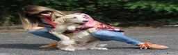 Meticcio cani in regalo: marco - Annuncio 4