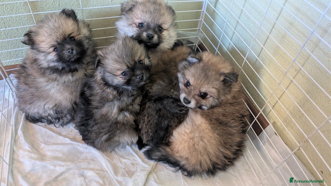 Volpino Pomerania cani in vendita: Volpino pomerania - Annuncio 7