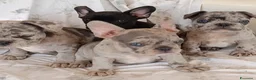Bulldog Francese cani in vendita: Spettacolari bulldog francese cuccioli  - Annuncio 3