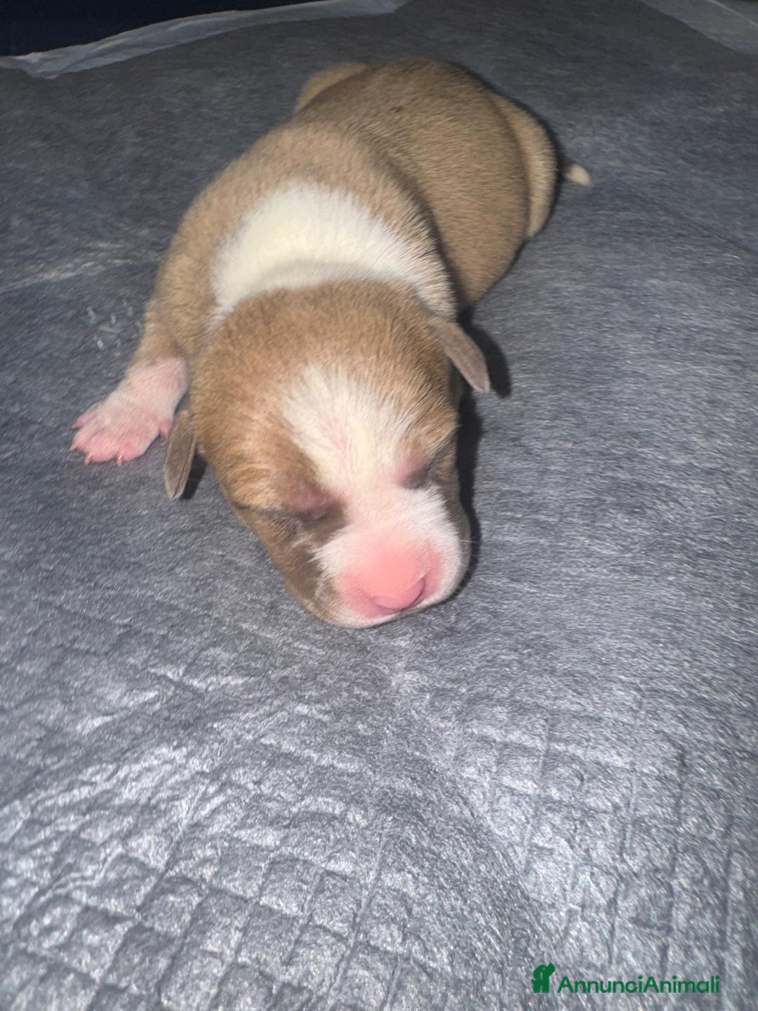 Pitbull cani in vendita: American pitbull terrier red mouse  - Annuncio 4