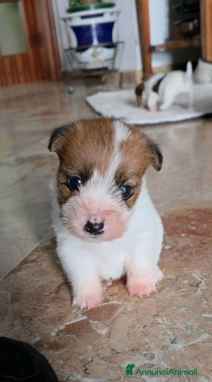 Jack Russell cani Cuccioli di Jack Russell  - Annuncio 2