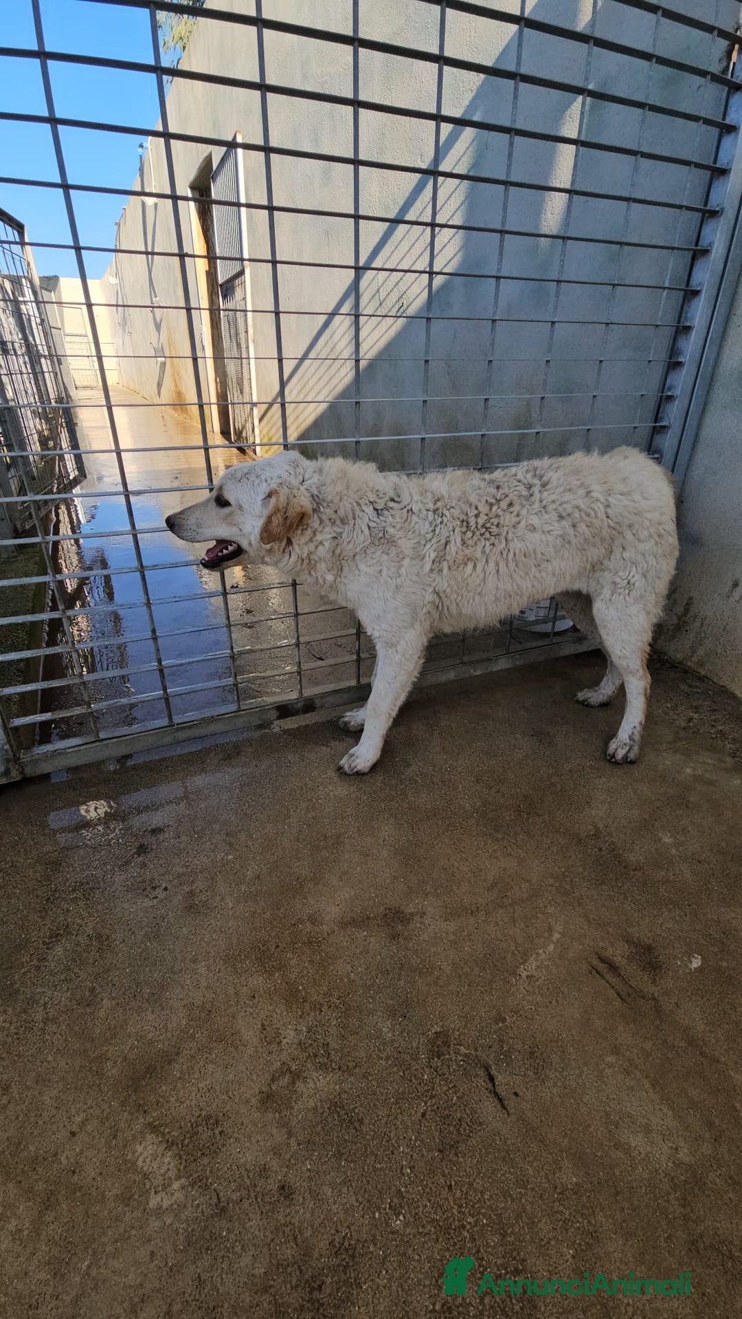 Meticcio cani in regalo: Micky: 1 anno, socievole ed equilibrata  - Annuncio 16