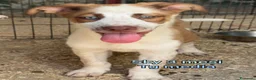 Meticcio cani in regalo: CUCCIOLI IN CERCA DI CASA a Provincia di Prato - Annuncio 3