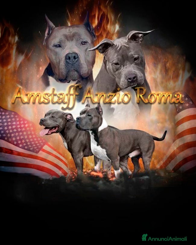 American Staffordshire cani Amstaff cuccioli in vendita  - Annuncio 9
