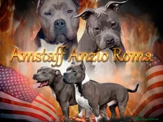 American Staffordshire cani Amstaff cuccioli in vendita - Annuncio 9