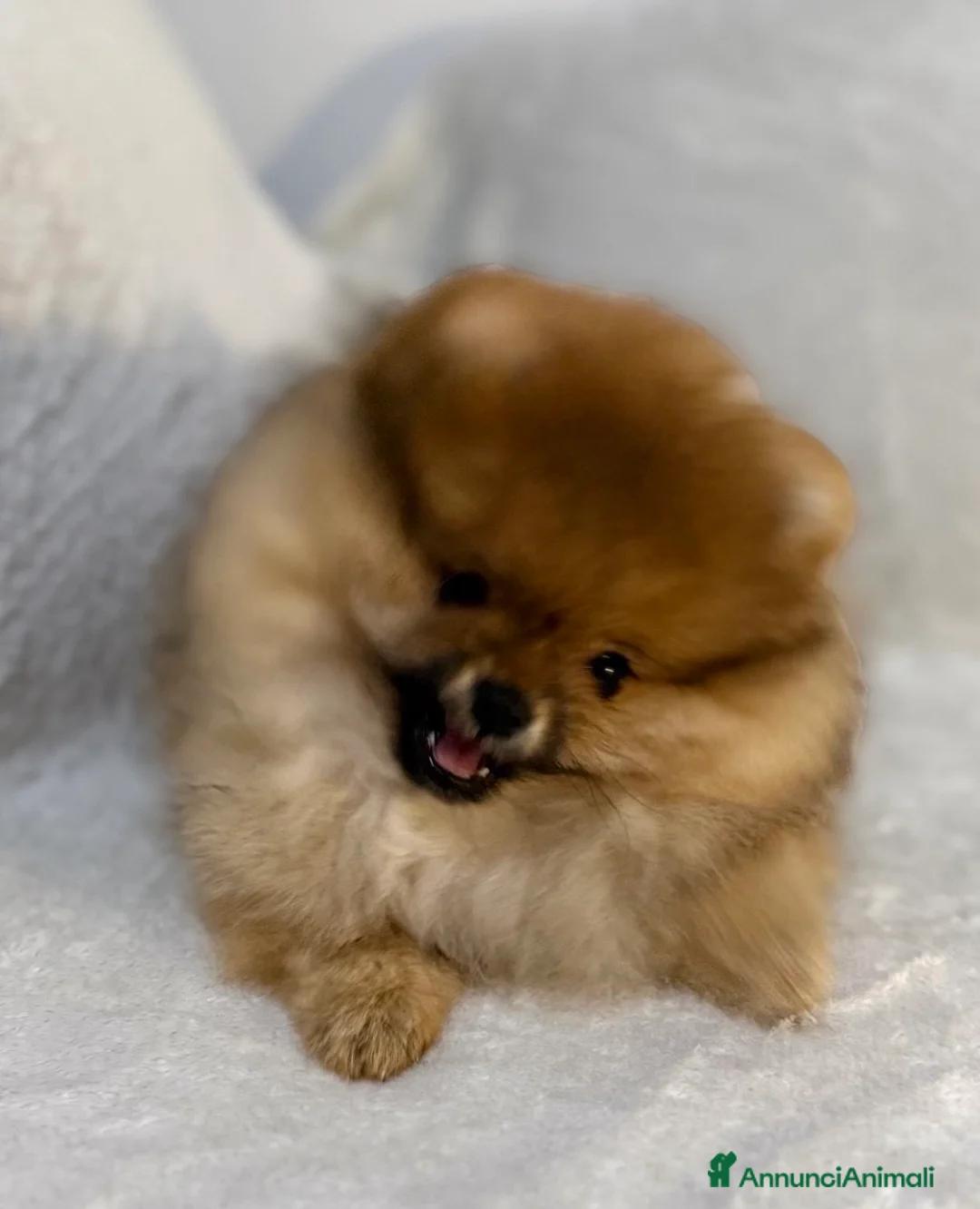 Spitz cani in vendita: Vendesi cucciolo di Pomerania femmina. - Annuncio 9